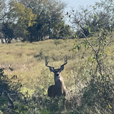 Buck Hunt