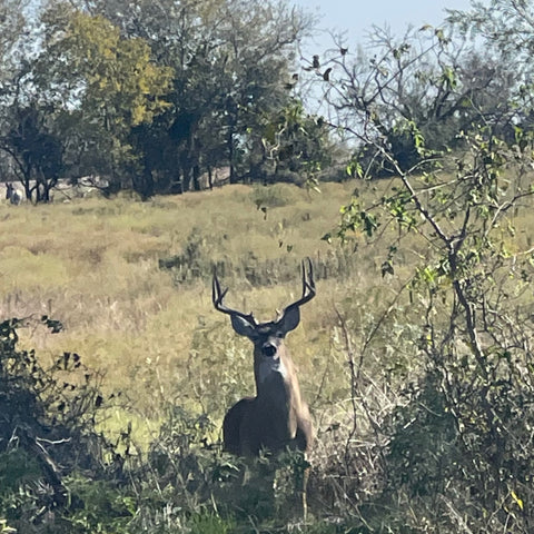 Buck Hunt