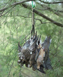 The Dove Cord - PuroPincheCast&Blast Outfitters